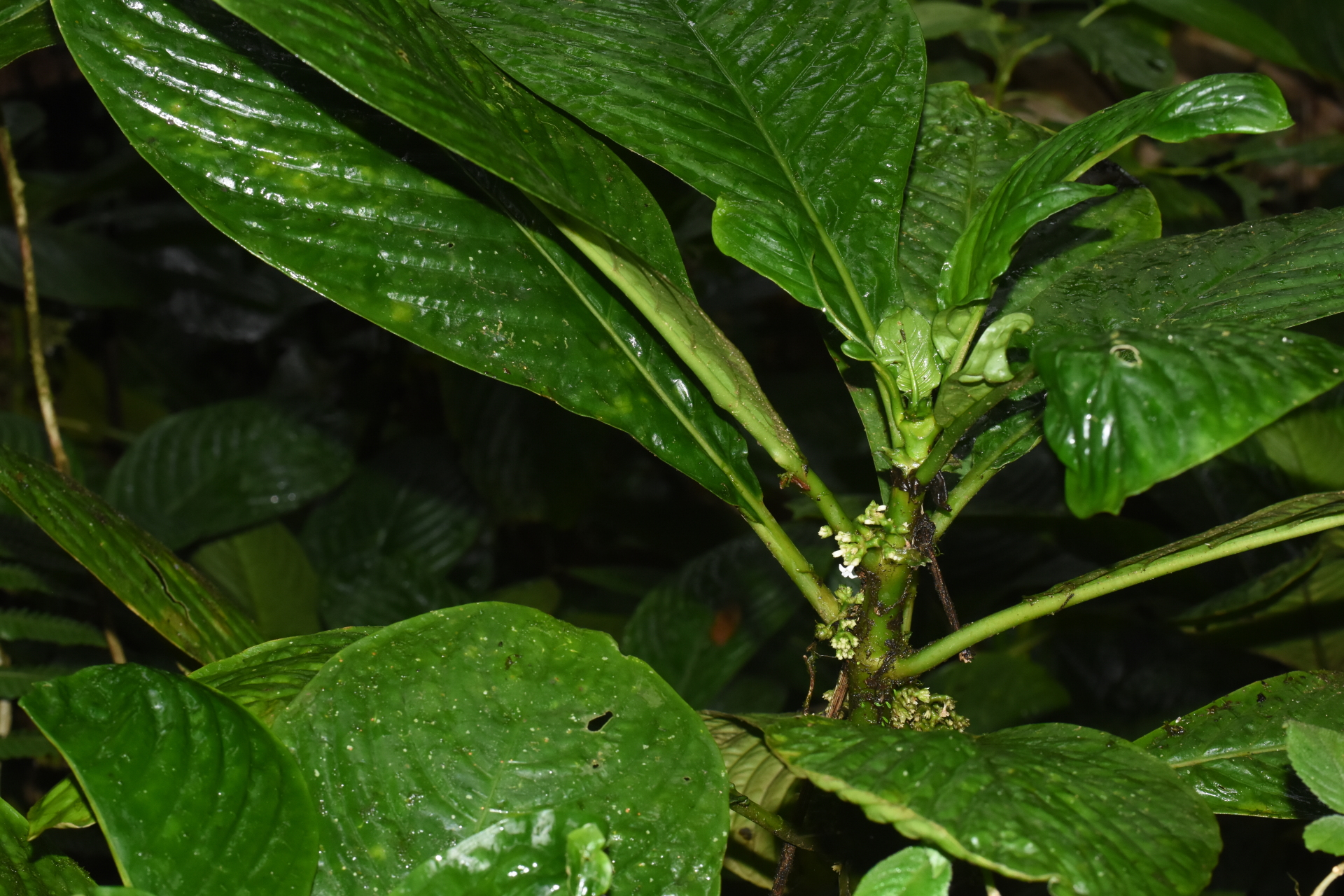 Notopleura discolor (Griseb.) C.M.Taylor - Photo Bivouac Naturaliste